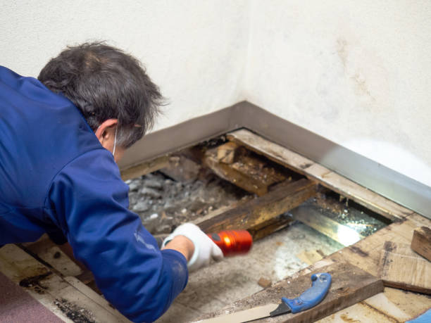 Best White Mold Remediation in Alpine, CA
