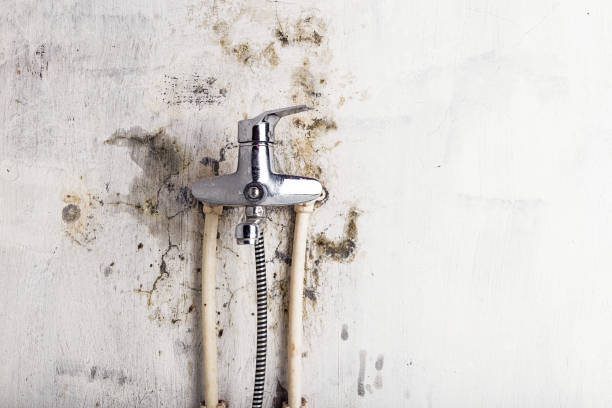 Best Mold Testing and Inspection Services in Alpine, CA
