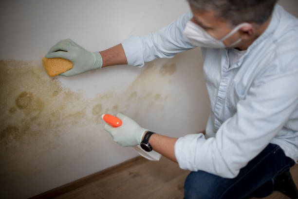 Best Residential Mold Remediation in Alpine, CA