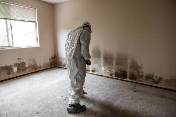 Best Crawl Space Mold Remediation in Alpine, CA