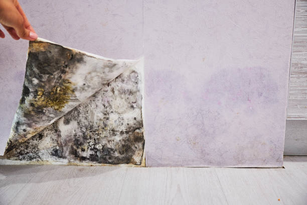 Best Post-Flood Mold Remediation in Alpine, CA